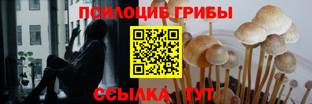 Галлюциногенные грибы Psilocybe  Вход с VPN  Псилоцибиновые грибы GOLDEN TEACHER  Ефремов 
